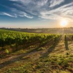 Vinhos de Portugal: Uma Herança de Sabor e Tradição